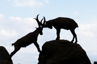Two male ibexes (Capra ibex) stand facing each other on a rock and playfully fight with each other.
