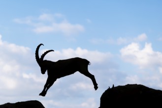 A male ibex (Capra ibex) jumps from rock to rock. Silhouette against a blue sky with clouds.