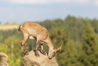 A female ibex (Capra ibex) stands on a rock on a sunny day. A blue sky with clouds and a forest can