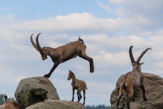 A male ibex (Capra ibex) jumps from rock to rock. A blue sky with clouds can be seen in the