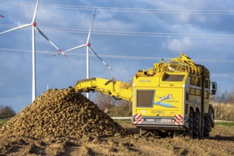 Sugar beet harvest, with an automatic, digitized, Ropa Tiger S6 sugar beet harvester, depositing