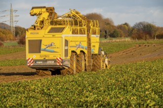 Sugar beet harvest, with an automatic, digitized, Ropa Tiger S6 sugar beet harvester, near