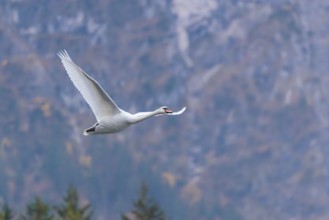 A mute swan (Cygnus olor) flies over a lake. In the background, a mountain forest can be seen in