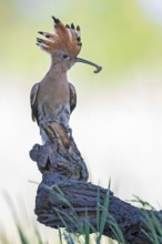 Hoopoe (Upupa epops) bird of the year 2022, male with food for the female or young birds, bridal