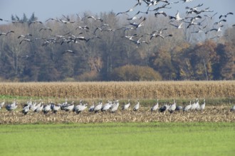 Cranes (grus grus) while resting on the southward train looking for food in a harvested corn field,