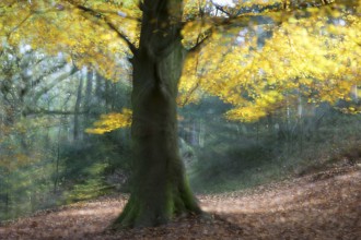 European beech (Fagus sylvatica) in autumn, North Rhine-Westphalia, Germany