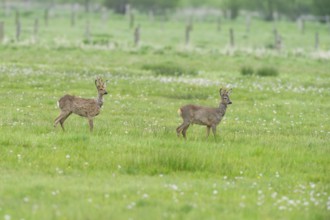 Deer (Capreolus capreolus) roebuck in meadow terrain, changes winter to summer fur, North
