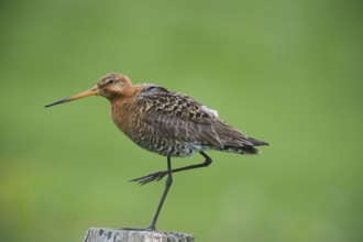 Black-tailed gown (Limosa limosa), in a meadow post in the meadow area, Lower Saxony, Germany
