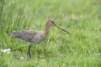 Black-tailed gown (Limosa limosa) looking for food in meadows, Lower Saxony, Germany