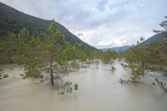 The Isar carries floods between Lake Sylvenstein and Lenggries. Trees and pines sink in the