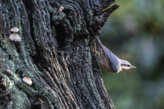 Nuthatch (Sitta europaea), Emsland, Lower Saxony, Germany