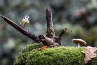 Blue tit (Parus caerulea), Emsland, Lower Saxony, Germany