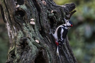 Great Spotted Woodpecker (Dendrocopos major), Emsland, Lower Saxony, Germany