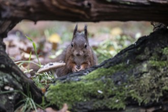 Squirrel (Sciurus vulgaris), Emsland, Lower Saxony, Germany