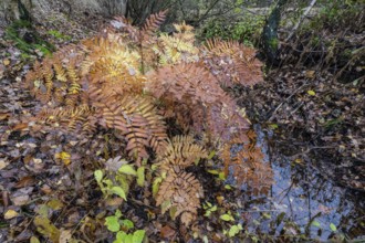 Royal Fern (Osmunda regalis), Emsland, Lower Saxony, Germany