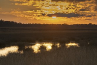 Moorland landscape at sunset, Emsland, Lower Saxony, Germany