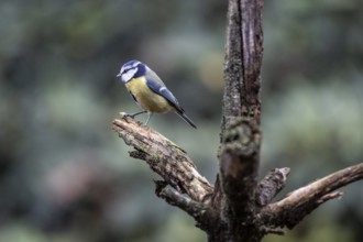Blue tit (Parus caerulea), Emsland, Lower Saxony, Germany