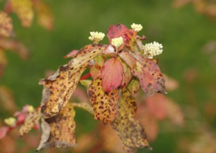 Blood-red dogwood (Cornus sanguinea), branches with buds, North Rhine-Westphalia, Germany