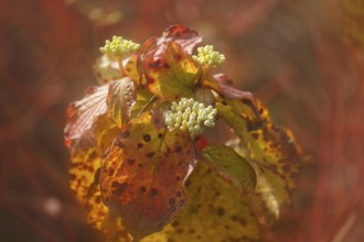 Blood-red dogwood (Cornus sanguinea), branch with buds, alienation, North Rhine-Westphalia, Germany