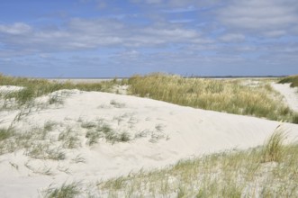 Dune landscape near Sankt Peter-Ording, Westerhever lighthouse, North Sea, Schleswig-Holstein,