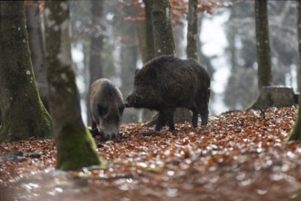 Strong wild boar boar with stream in rain, Daun, Rhineland-Palatinate, Germany