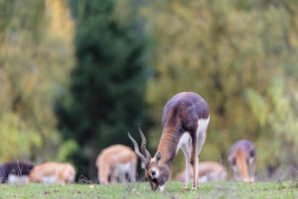 A male blackbuck (Antilope cervicapra) grazes on a green meadow on a cloudy day. Some females can