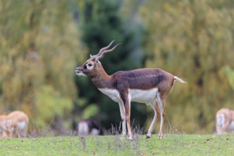 A male blackbuck (Antilope cervicapra) stands on a green meadow on a cloudy day. Some females can