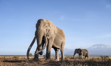 African elephant (Loxodonta africana) with Kilimanjaro, the famous Super Tusker elephant Craig, old
