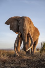 African elephant (Loxodonta africana), the famous Super Tusker elephant Craig, old male with long