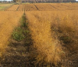 Brown dried ferns of asparagus plants, Asparagus officinalis, growing in rows in field, Wantisden,