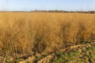 Brown dried ferns of asparagus plants, Asparagus officinalis, growing in field, Hollesley, Suffolk,