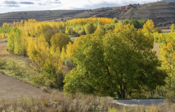 Autumn leaves on trees in Rio Guadalaviar river valley, Gea de Albarracín, Sierra de Albarracín,
