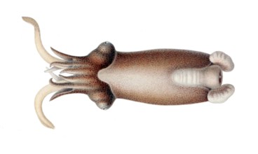 Posthorn squid (Spirula spirula), Spirulidae family, sinuous housing that is inside the body and is