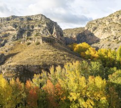 Trees in autumn leaf in limestone gorge of Rio Guadalaviar river valley, Albarracín, Teruel
