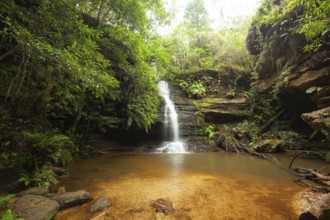 Rainy day reveals lush nature at hidden waterfall in the Blue Mountains, New South Wales, Australia