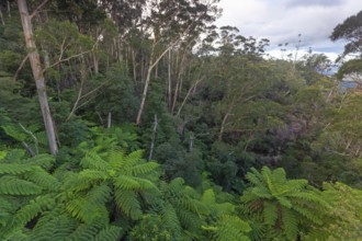 Dense greenery and ferns along the Fern Bower Circuit, Blue Mountains, New South Wales, Australia