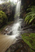 Rainy day reveals lush nature at hidden waterfall in the Blue Mountains, New South Wales, Australia