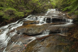 Leura Falls in a lush valley full of ferns and vegetation, Blue Mountains, New South Wales,