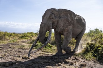 African elephant (Loxodonta africana), the famous Super Tusker elephant Craig, old male with long