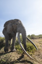African elephant (Loxodonta africana) eats leaves, the famous Super Tusker elephant Craig, old male