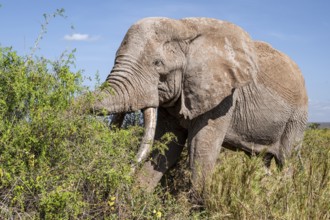 African elephant (Loxodonta africana) eats leaves, the famous Super Tusker elephant Craig, old male