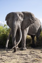 African elephant (Loxodonta africana), the famous Super Tusker elephant Craig, old male with long