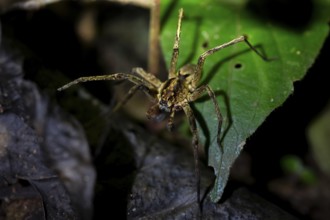 Night view of scary wolf spider (Lycosidae) in the jungle, Amani Nature Forest Reserve, Eastern