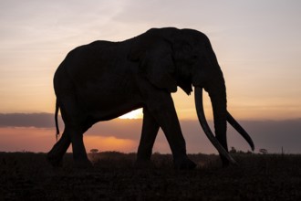 Backlight, African elephant (Loxodonta africana), the famous Super Tusker elephant Craig, old bull