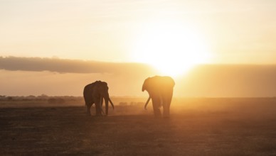 Backlight, African elephant (Loxodonta africana), the famous Super Tusker elephant Craig and