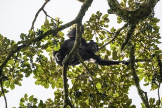Chimpanzee (Pan Troglodytes), adult male feeding in the treetop in the jungle, Murchison Falls