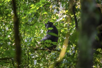 Chimpanzee (Pan Troglodytes), adult male in a jungle tree, Murchison Falls National Park, Uganda