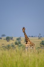Rothschild giraffes in Murchison Falls National Park, Uganda