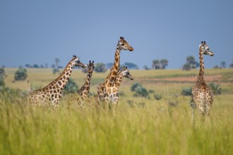 Rothschild giraffes in Murchison Falls National Park, Uganda