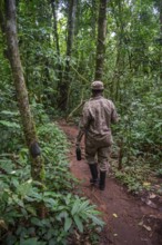 Ranger running in the jungle, Kibale National Park, Uganda